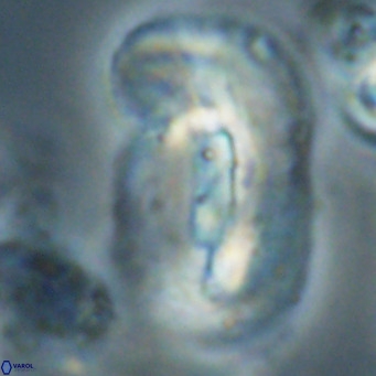 Helicosphaera euphratis VR 028464