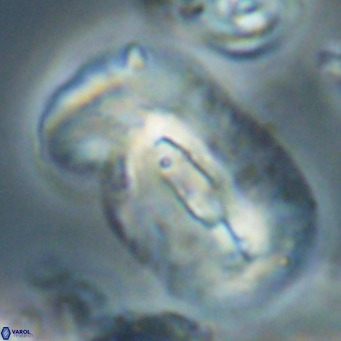 Helicosphaera euphratis VR 028465