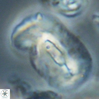 Helicosphaera euphratis VR 028465