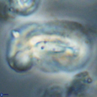 Helicosphaera euphratis VR 028466