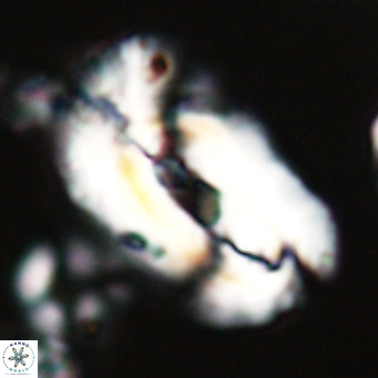 Helicosphaera euphratis VR 24256