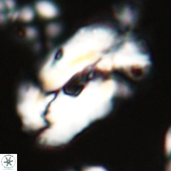 Helicosphaera euphratis VR 24258