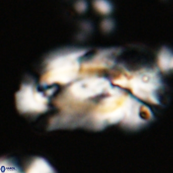Helicosphaera euphratis VR 24260