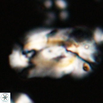 Helicosphaera euphratis VR 24260