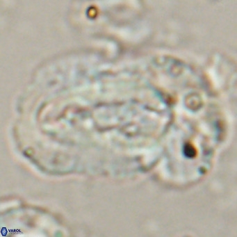 Helicosphaera euphratis VR 24262