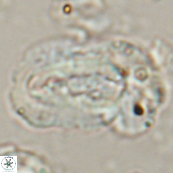 Helicosphaera euphratis VR 24262