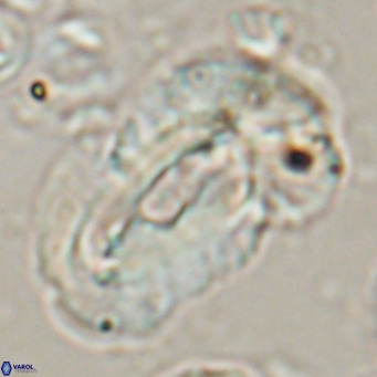 Helicosphaera euphratis VR 24263