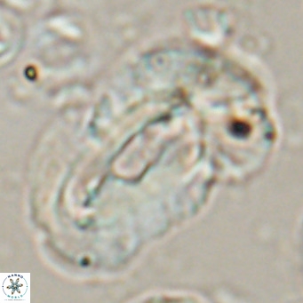 Helicosphaera euphratis VR 24263