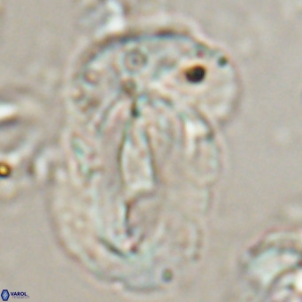 Helicosphaera euphratis VR 24264