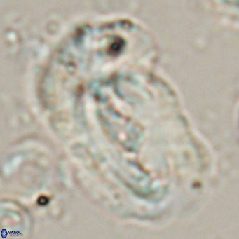 Helicosphaera euphratis VR 24265