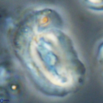 Helicosphaera euphratis VR 24266