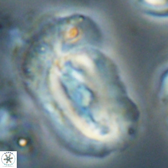 Helicosphaera euphratis VR 24266
