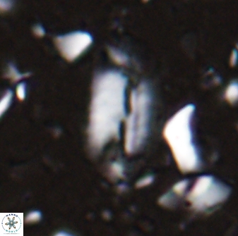 Helicosphaera elongata 28119