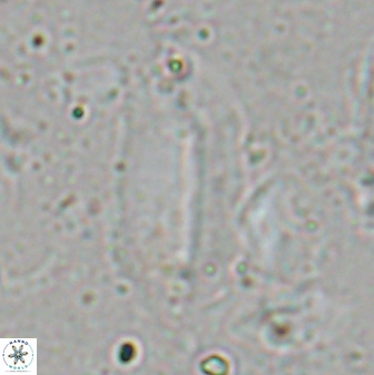 Helicosphaera elongata 28125