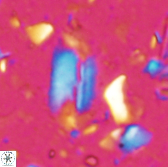 Helicosphaera elongata 28120