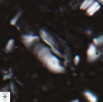 Helicosphaera elongata 28122