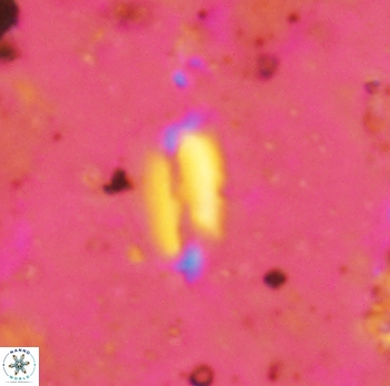 Helicosphaera elongata 2341