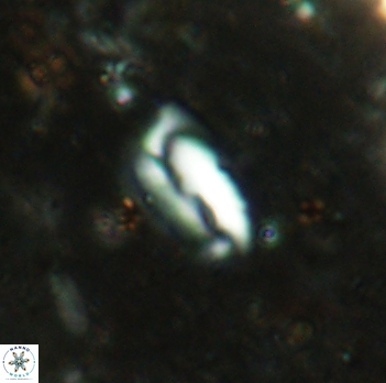 Helicosphaera elongata 2343
