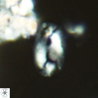 Helicosphaera epimikeisporous VR 04132