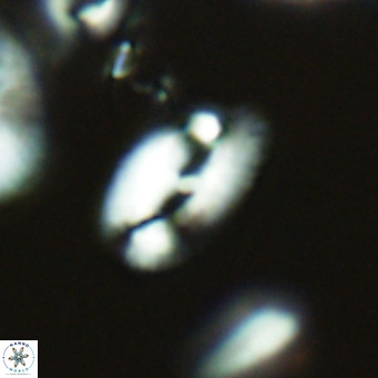 Helicosphaera epimikeisporous VR 04609