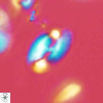 Helicosphaera epimikeisporous VR 04610