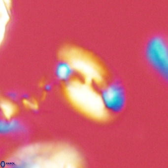 Helicosphaera epimikeisporous VR 04611