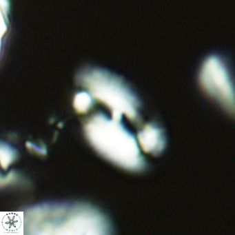 Helicosphaera epimikeisporous VR 04612