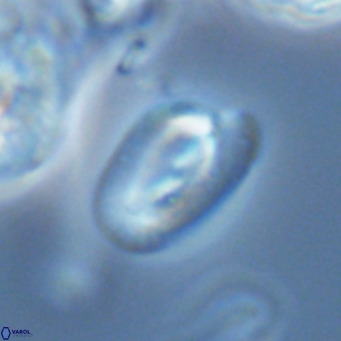 Helicosphaera epimikeisporous VR 04620