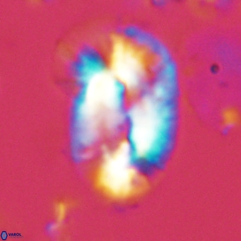 Helicosphaera epimikeisporous VR 05141