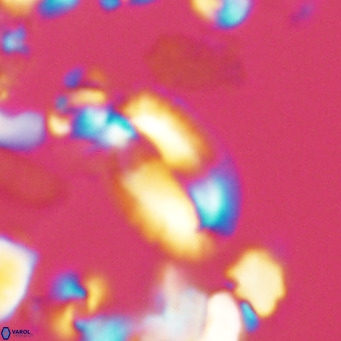 Helicosphaera epimikeisporous VR 05369