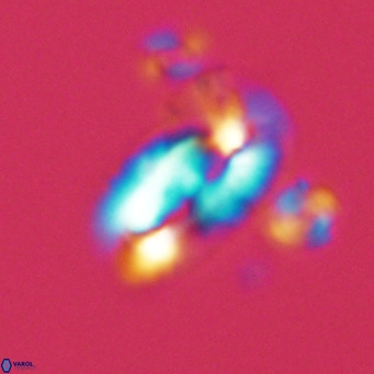 Helicosphaera epimikeisporous VR 06042