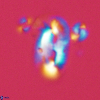 Helicosphaera epimikeisporous VR 06043