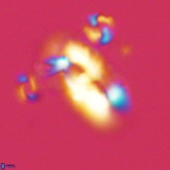 Helicosphaera epimikeisporous VR 06046