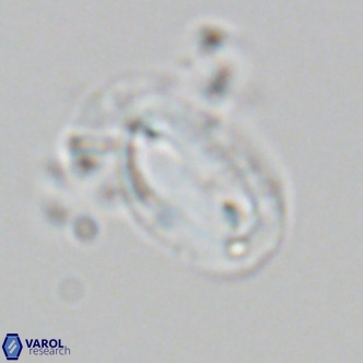 Helicosphaera epimikeisporous VR 06048