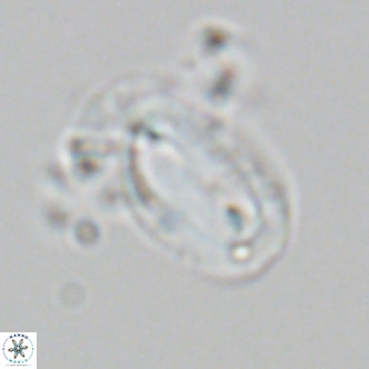 Helicosphaera epimikeisporous VR 06048