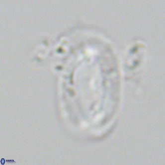 Helicosphaera epimikeisporous VR 06050