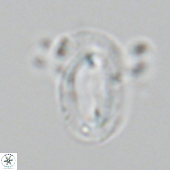 Helicosphaera epimikeisporous VR 06052