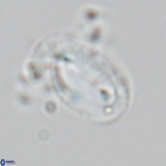 Helicosphaera epimikeisporous VR 06054