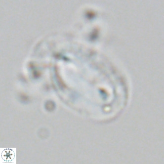 Helicosphaera epimikeisporous VR 06054