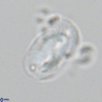 Helicosphaera epimikeisporous VR 06057