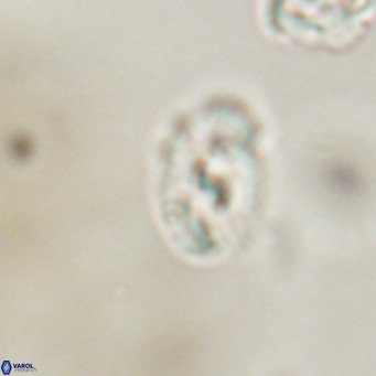 Helicosphaera gartneri VR 33094