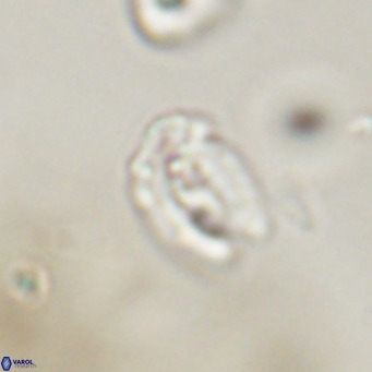 Helicosphaera gartneri VR 33095