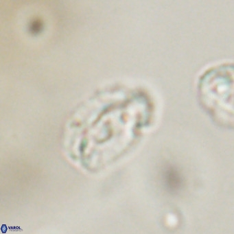Helicosphaera gartneri VR 33093