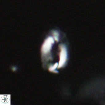 Helicosphaera gartneri VR 33109