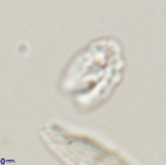 Helicosphaera gartneri VR 33102