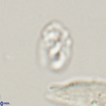 Helicosphaera gartneri VR 33103