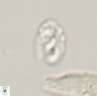 Helicosphaera gartneri VR 33103