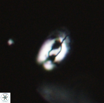 Helicosphaera gartneri VR 33110