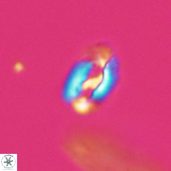 Helicosphaera gartneri VR 33111