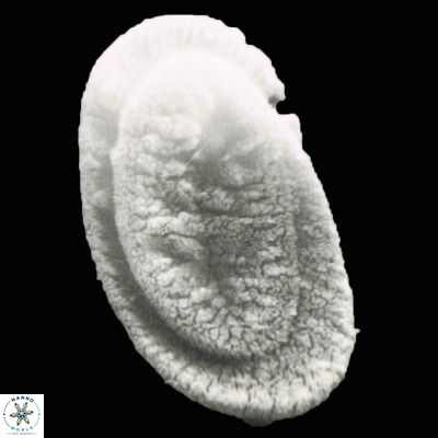 Helicosphaera girgisii 880 2